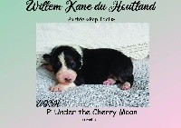 Willem Kane Du Houtland - Berger Australien - Portée née le 06/03/2019