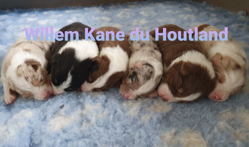 chiot Berger Australien Willem Kane Du Houtland