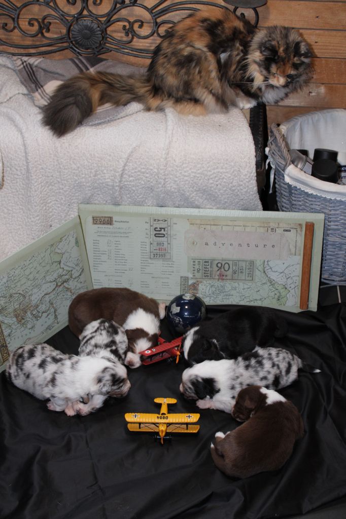 Comme chiens et chat ...