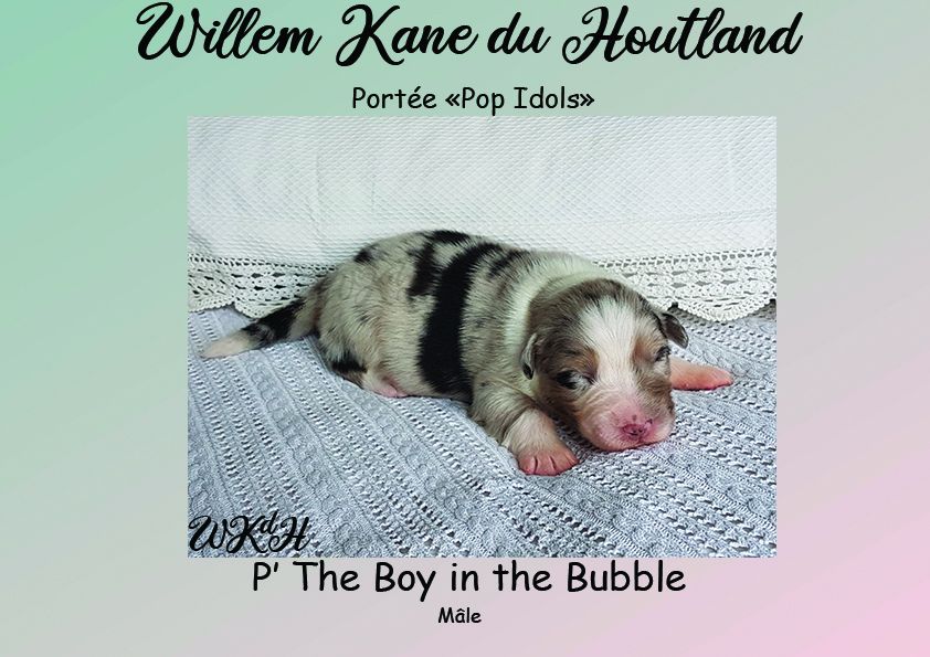 Willem Kane Du Houtland - Berger Australien - Portée née le 06/03/2019