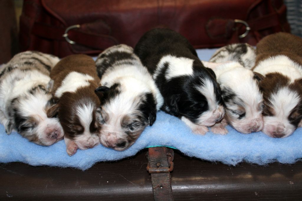 Chiot Berger Australien Willem Kane Du Houtland